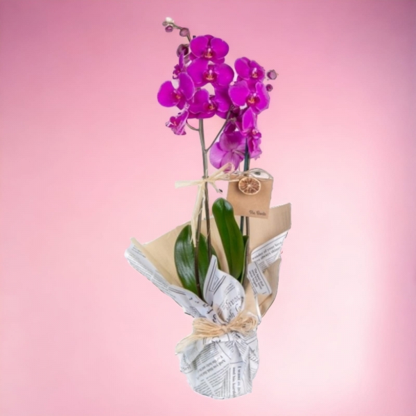 Şık Tasarım Çiftli Mor Orkide Çiçeği Resim 1