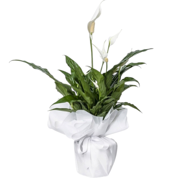 Spatafiltum Saksı Çiçeği Resim 1