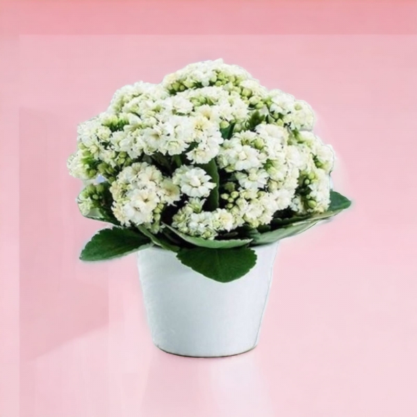  Kalanchoe Bitkisi Seramik Saksılı Resim 1