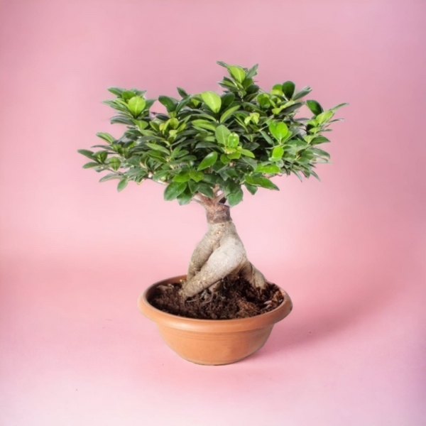 Bonsai Ficus Gingseng Resim 2