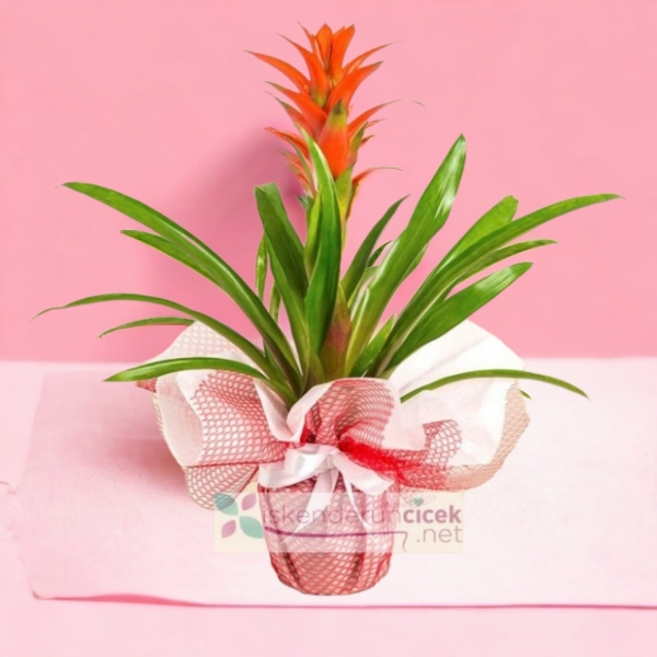 Guzmania Saksı Çiçeğim