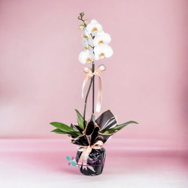 Tek Dal Beyaz Asalet Orkide Resim 2