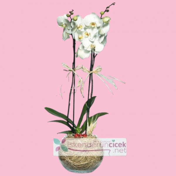 Beyaz Kuğu Çift Dallı Orkide Resim 1