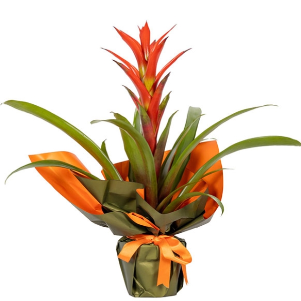 Guzmania Saksı Çiçeği Resim 1