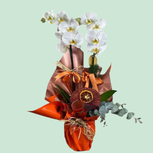 Orange Festive Orkide Resim 1