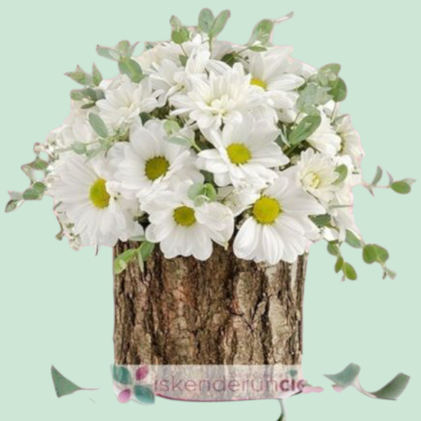 Doğal kütük Papatya Perisi Resim 1