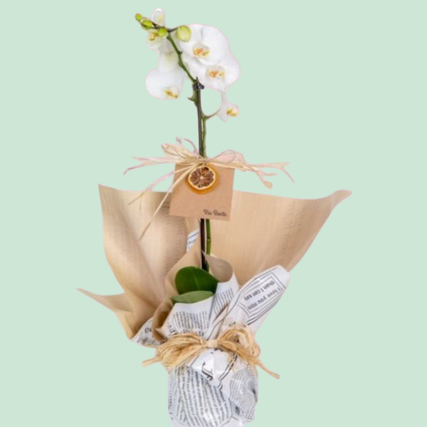 Şık Tasarım Tekli Orkide Çiçeği Resim 1