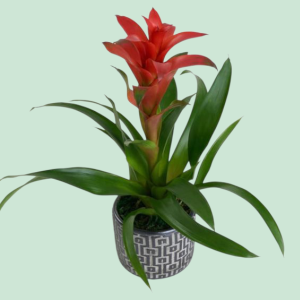 Desenli Gri Beton Saksıda Guzmania Bitkisi Resim 1