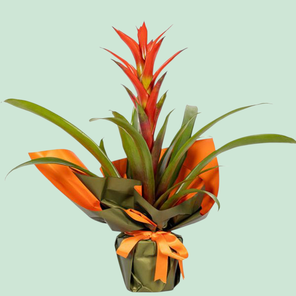 Guzmania Saksı Çiçeği Resim 1