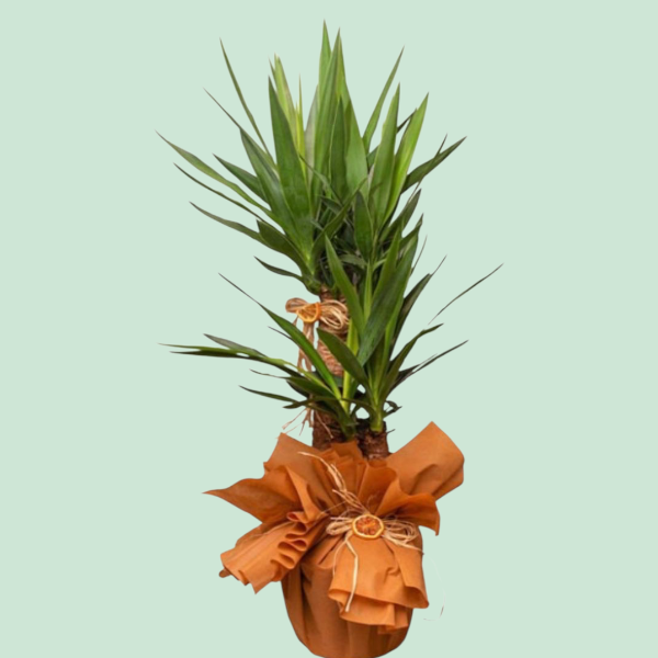 Yucca 2 Köklü Resim 1