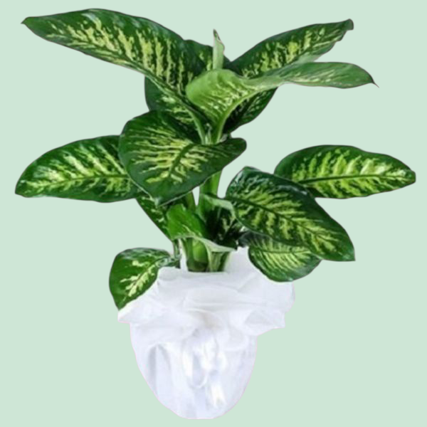 Difenbahya Tropic Desenli Saksı Çiçeği Resim 1