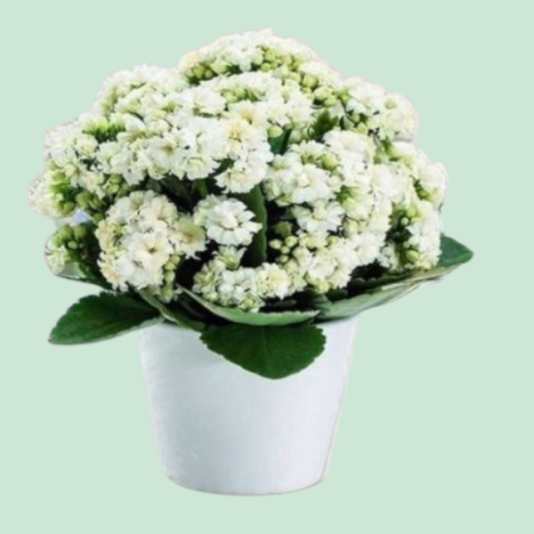  Kalanchoe Bitkisi Seramik Saksılı Resim 1