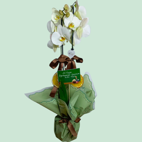 Prenses Çift Dal Beyaz Orkide Resim 1