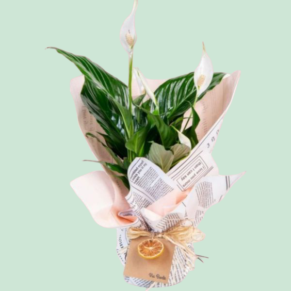 Canım Öğretmenime Spatafilyum Saksı Çiçeği Resim 1