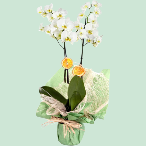 Prenses Çift Dal Beyaz Orkide Resim 1