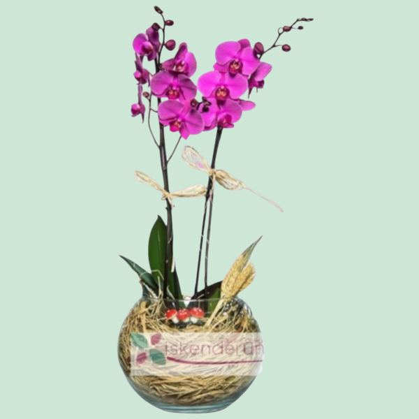 Mor Düşler Çift Dallı Orkide Resim 1