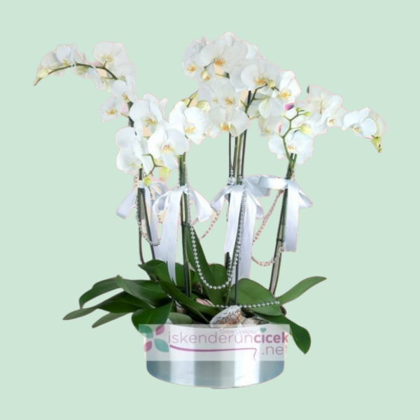 6 Dallı Orkide Sunumu Resim 1