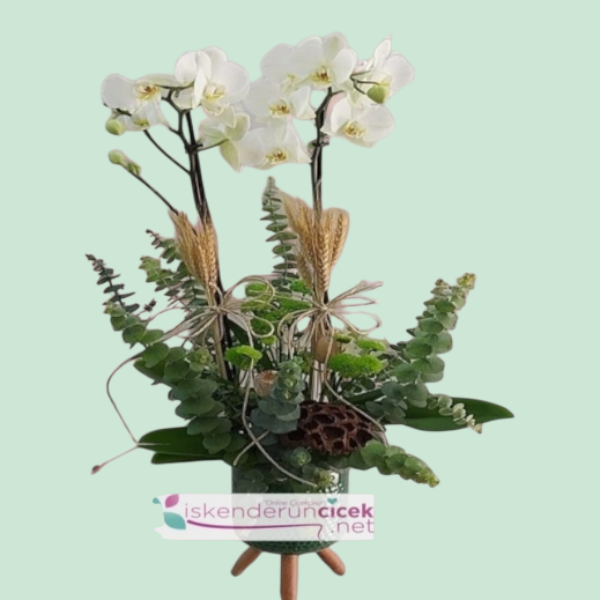 Dekoratif Seramik Vazoda Çift Dallı Orkide Arajmanı Resim 1