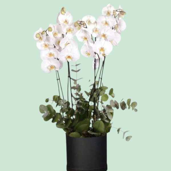  İskenderun Çiçekçiler - Gold Serial Beyaz Orkide