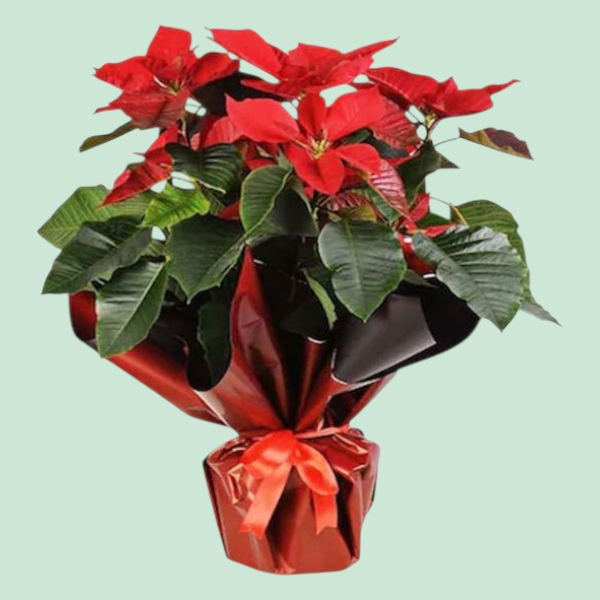  İskenderun Çiçek Siparişi - Atatürk Çiçeği - Poinsettia