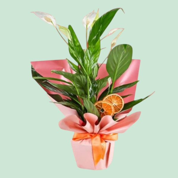  İskenderun Çiçek Siparişi - dekoratif Spatafilyum Çiçeği