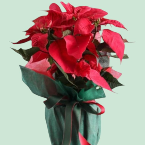  İskenderun Çiçek Gönder - Yeni Yıl Ponsetya Çiçeği