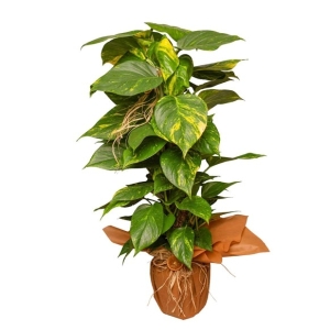  İskenderun Çiçekçiler - Salon Sarmaşığı 95cm