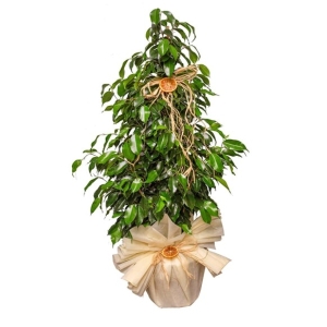  İskenderun Çiçek Gönder - Benjamin Çiçeği