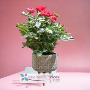  İskenderun Çiçek Gönder - Kırmızı 7 Veren Gül