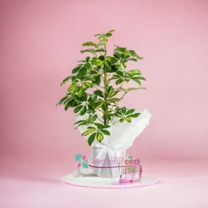  İskenderun Çiçek Gönder - Şeflera Saksı Bitkisi