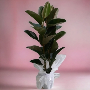  İskenderun Çiçek - Kauçuk Çiçeği 2'li