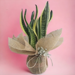 İskenderun Çiçekçi - Paşa Kılıcı