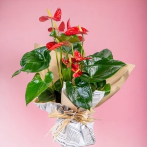  İskenderun Çiçek Gönder - Antoryum Saksı Bitkisi