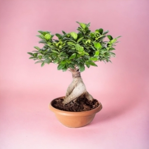  İskenderun Çiçek Siparişi - Bonsai Ficus Gingseng