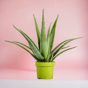  İskenderun Çiçek Gönder - Aloe Vera Bitkisi XL 20-30cm