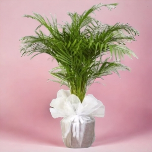 İskenderun Çiçekçi - Areka Palmiyesi 95cm