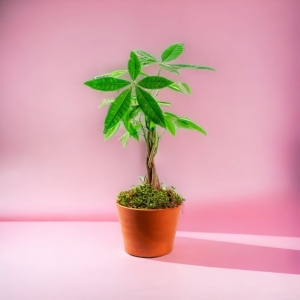  İskenderun Çiçek Siparişi - Saksıda Para Ağacı