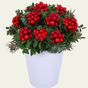 İskenderun Çiçekçi - Seramikte Orta Boy kokina Arajmamı