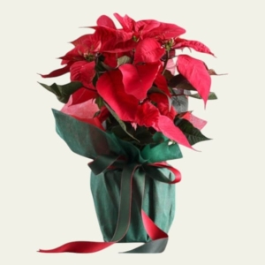  İskenderun Çiçek Gönder - Yeni Yıl Ponsetya Çiçeği