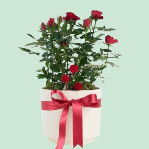  İskenderun Çiçekçiler - Seramik Vazoda Yediveren Minyatür Gül