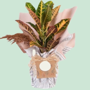 İskenderun Çiçekçi - Craton Saksı Design