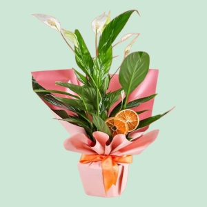  İskenderun Çiçek Siparişi - dekoratif Spatafilyum Çiçeği