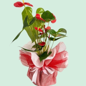 İskenderun Çiçekçi - Antoryum Saksı Çiçeği