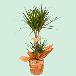  İskenderun Çiçek Siparişi - İkili Dresena Marginata Saksı Çiçeği