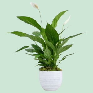  İskenderun Çiçek - Barış Çiçeği