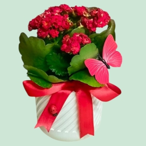  İskenderun Çiçek Siparişi - Dekoratif vazo Kalendiva Saksı Çiçeği