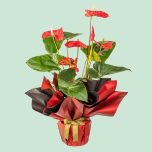  İskenderun Çiçek Siparişi - Red Hot Antoryum