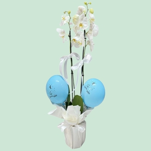  İskenderun Çiçek Gönder - Erkek Bebek Orkide