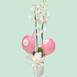  İskenderun Çiçek - Kız Bebek Orkide