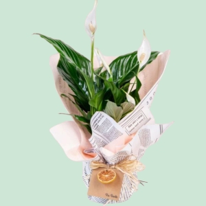  İskenderun Çiçek Gönder - Spatafilyum Saksı çiçeği